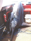 Endlich hat es geklappt, ein Marlin ist im Boot, November 2000